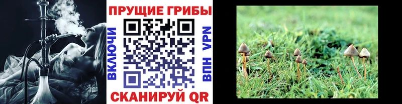 Псилоцибиновые грибы Psilocybe  Долинск 
